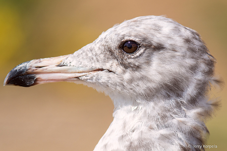 California Gull (Close Portrait)