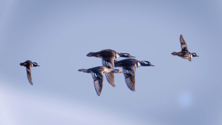 Hooded Mergansers at Middle Creek