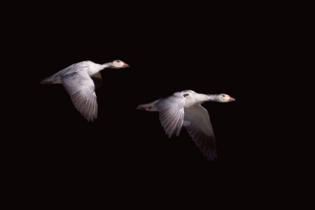 Two Snow Geese