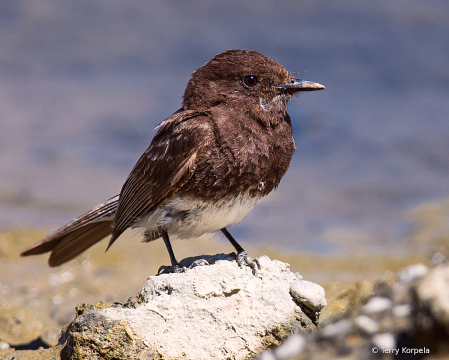 Black Phoebe