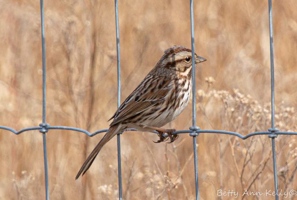 Fenced In?