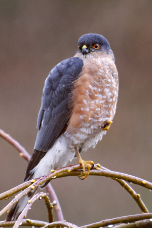 Sharp Shinned Hawk