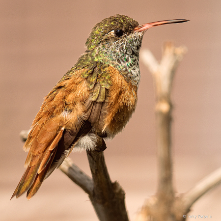 Emerald Hummingbird