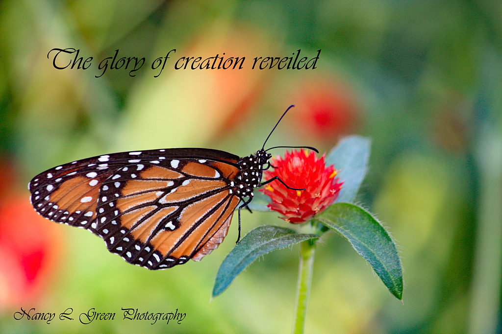 Creation's Beauty