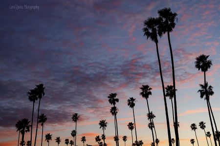 Sunset Silhouette