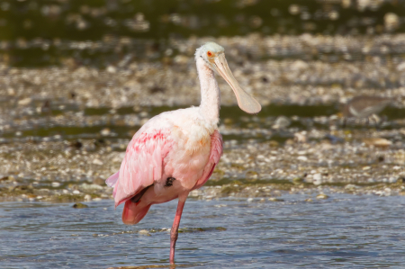 Spoonbill Taking a rest