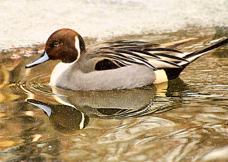 Winter Duck