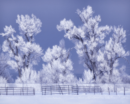 ~ A Frosty Morning ~