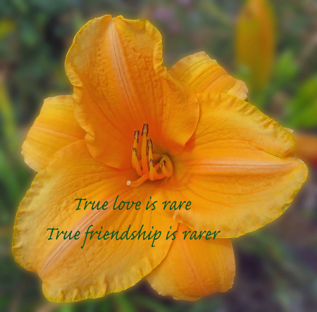 True Love Is Rare True Friendship Is Rarer