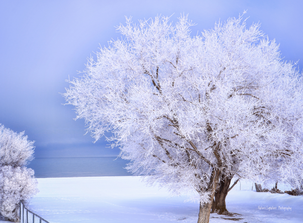 ~ Frosty Morning ~