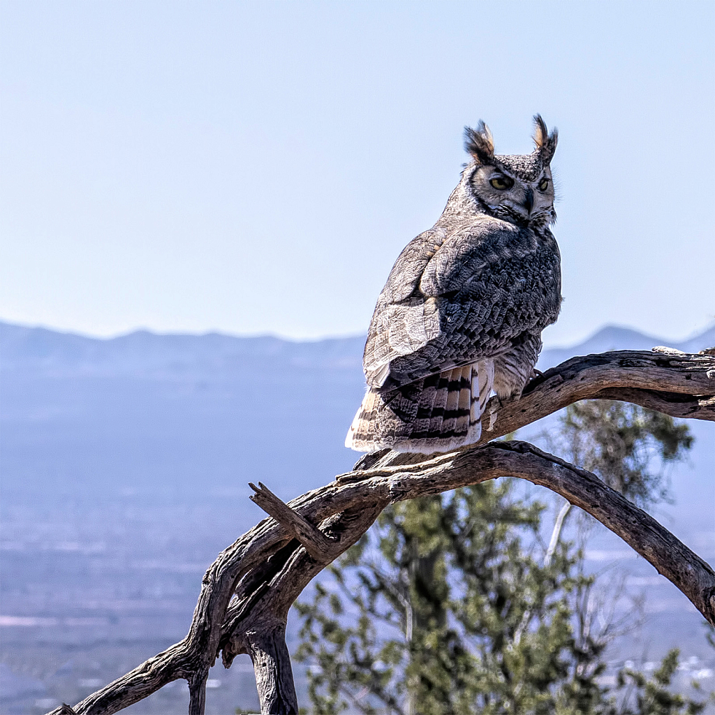 Modeling Owl!