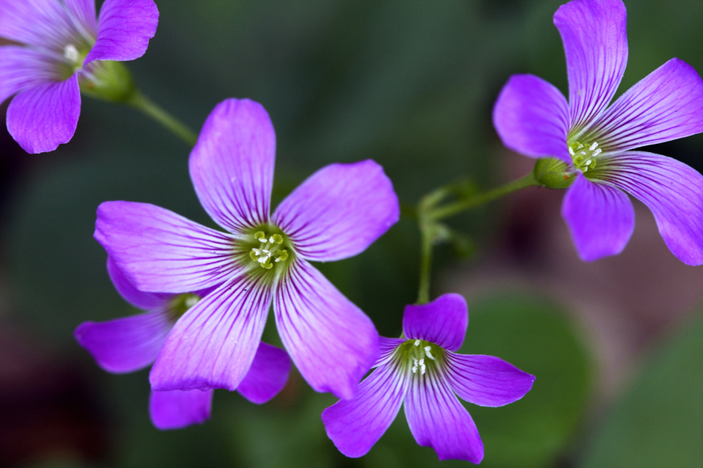 Purple Display