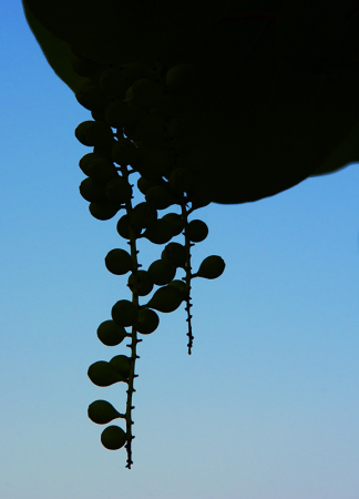 Sea Grape Leaf and Fruit