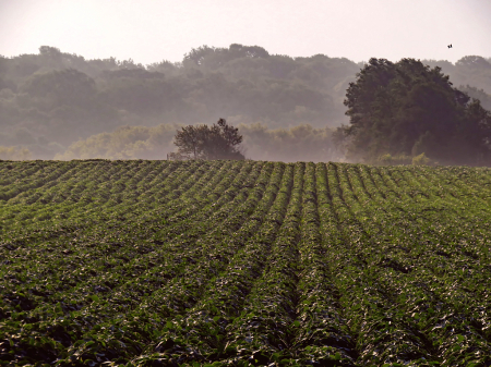 Bean Field