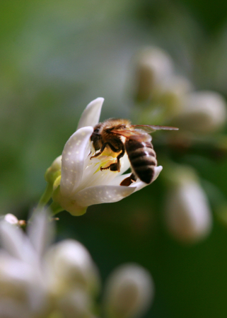 Orange Blossom Bee