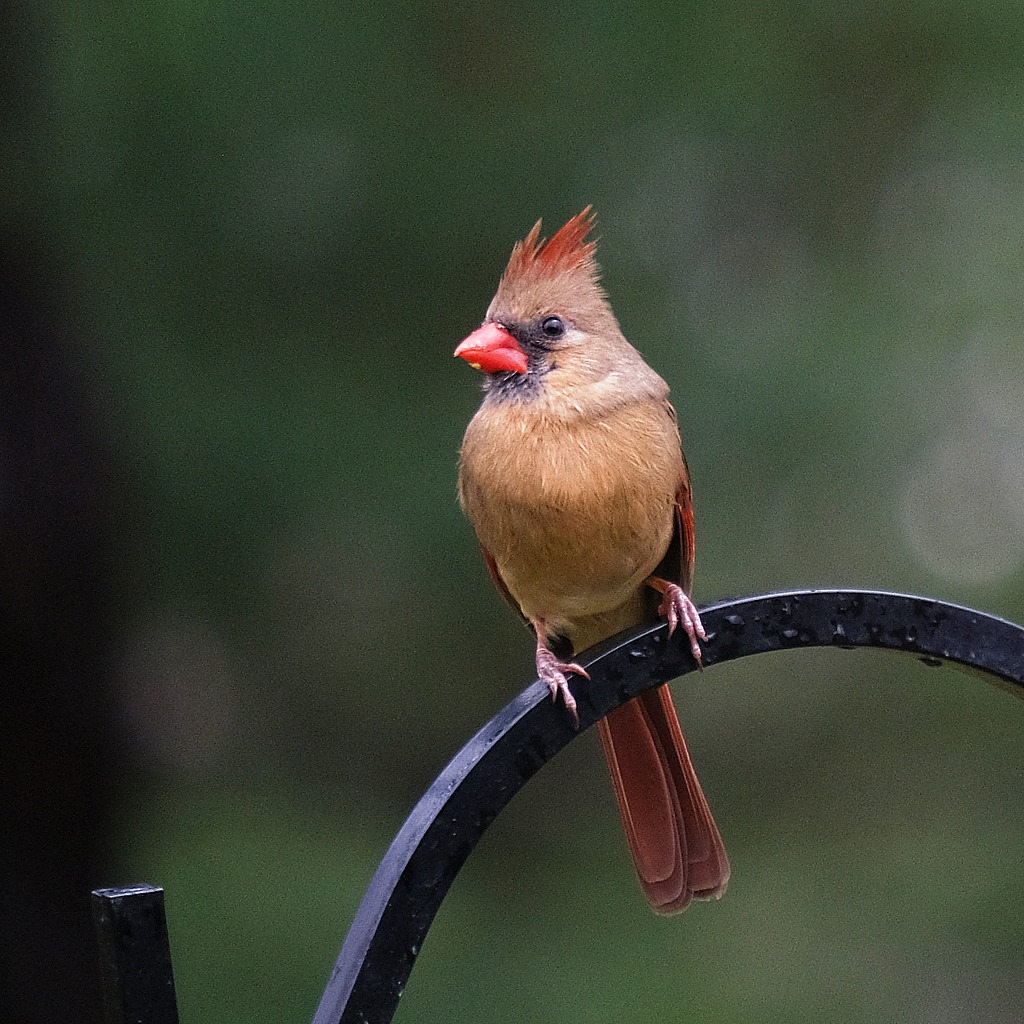 Female Cardinal, on a cold, wet day....  - ID: 15994242 © Larry Lawhead