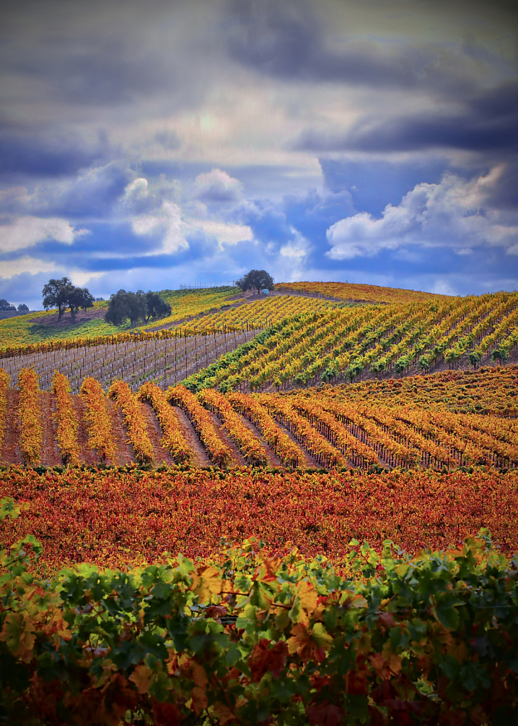 Wine Country in Fall