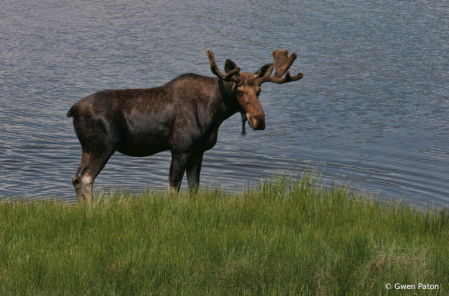 Muddy Moose