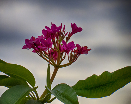 Pink Plumeria