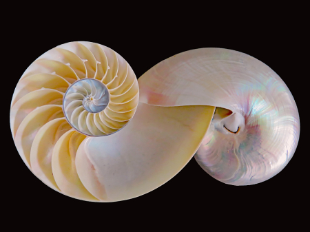 Nautilus Shells