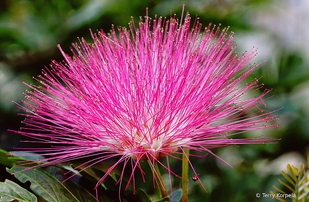 St Thomas Botanical Garden  - ID: 15995203 © Terry Korpela