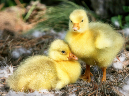 Fluffy Siblings