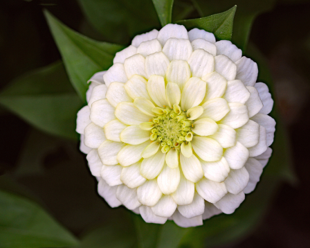 White Flower