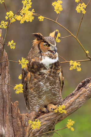 Great Horn Owl