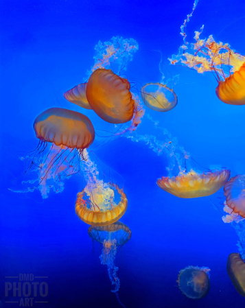 ~ ~ DANCES WITH JELLYFISH ~ ~ 