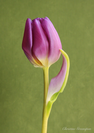 Just Another Tulip