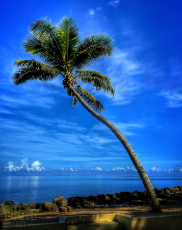 ~ ~ COCONUT TREE ~ ~ 