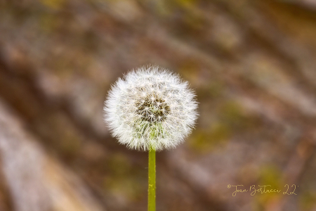 Make a Wish and Blow