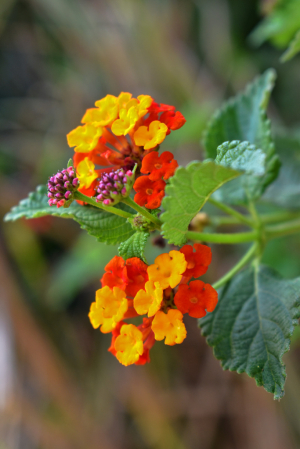 PRETTY LITTLE FLOWERS