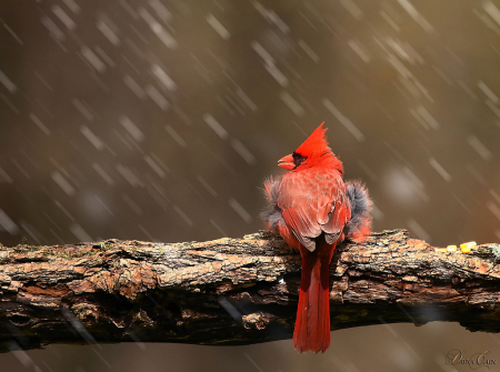 Sun, Snow and a Cardinal