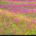 © Elias A. Tyligadas PhotoID# 15997155: Colorful Spring Field.