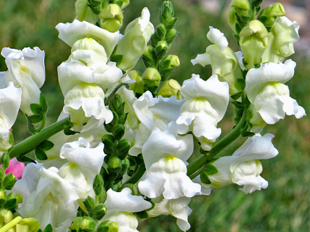 White Snapdragons