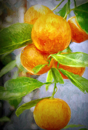 Oranges in the Greenhouse