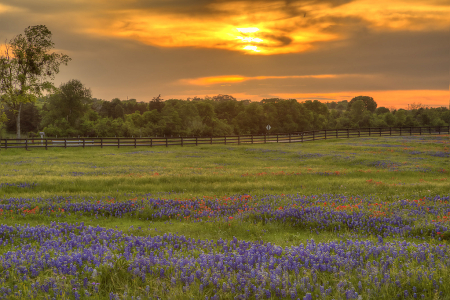 Bluebonnet Sunset