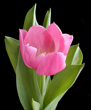 Spring Tulip