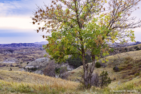 Fall overlook in the North Dakota badlands