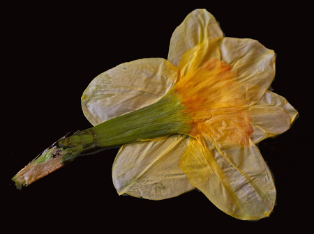 Dried Daffodil