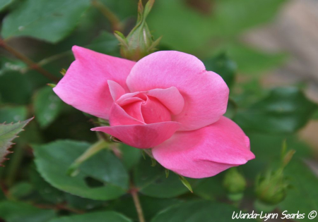  Rose In Bloom