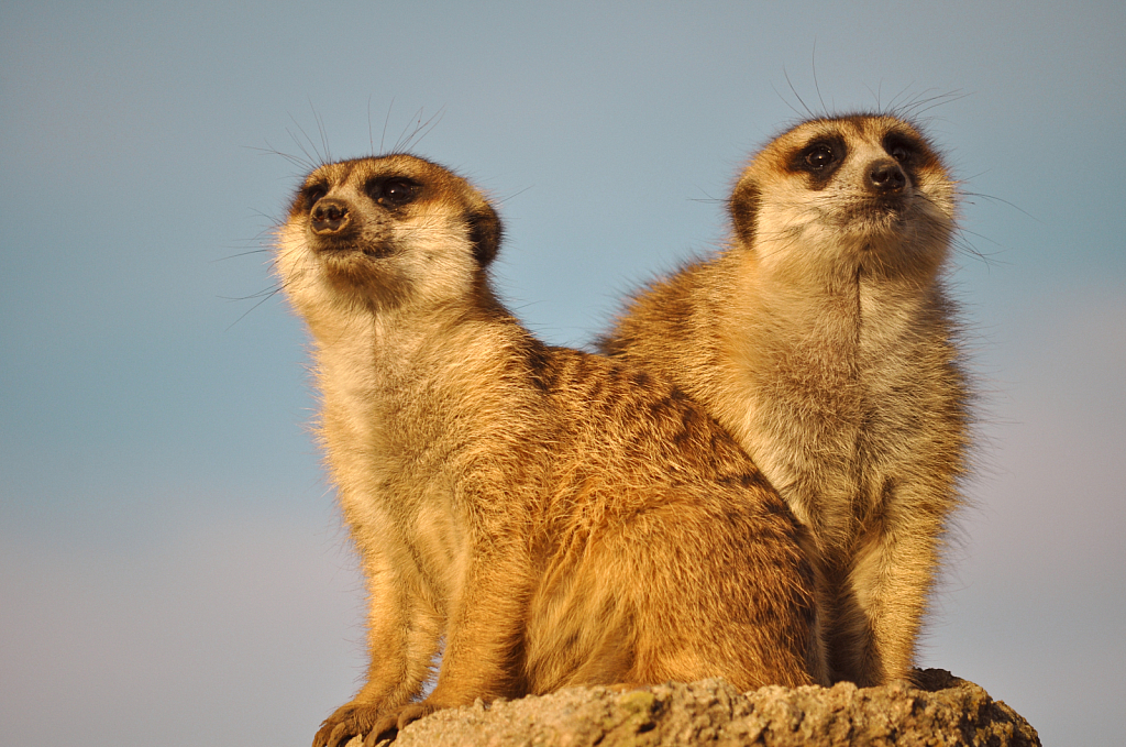 Meerkat on National Park