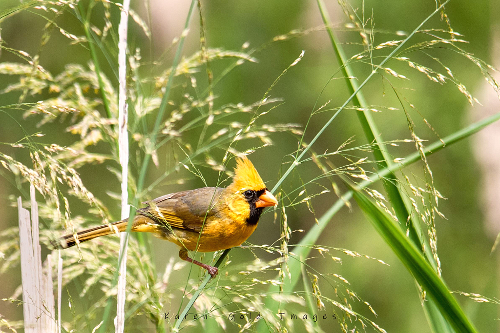 Yellow Cardinal