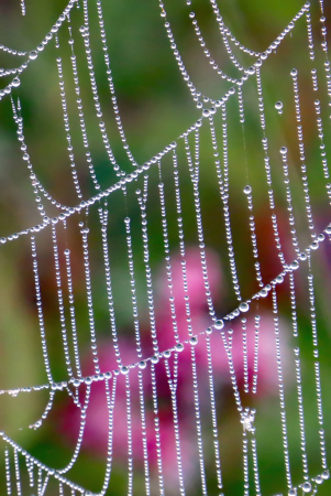 Web Over Purple