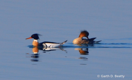 Mergansers  at our local Reservoir 