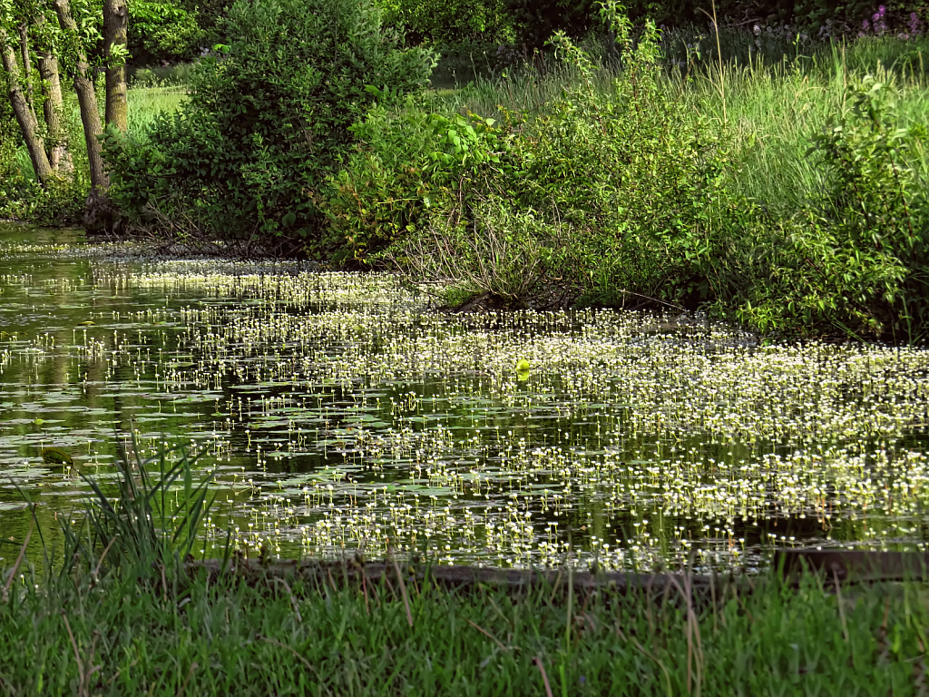 Spring At The Pond