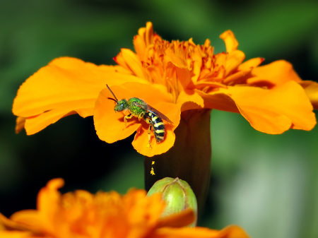 Dropping Pollen