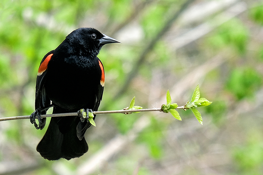 Oh the Redwing, she's a pretty thing... - ID: 15999235 © Larry Lawhead