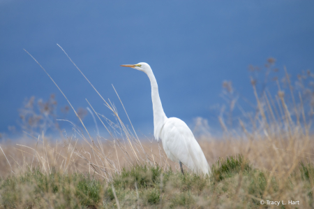 Breeding Egret